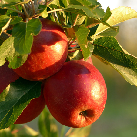 Test Vinaigre de cidre 