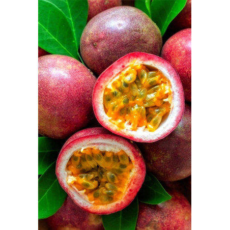 Fruit de la passion frais – Saveur exotique et intense